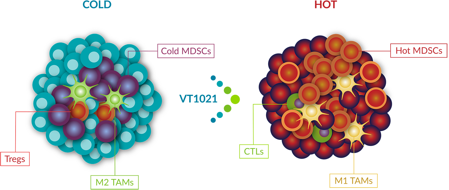 Cold to Hot Tumor Infographic